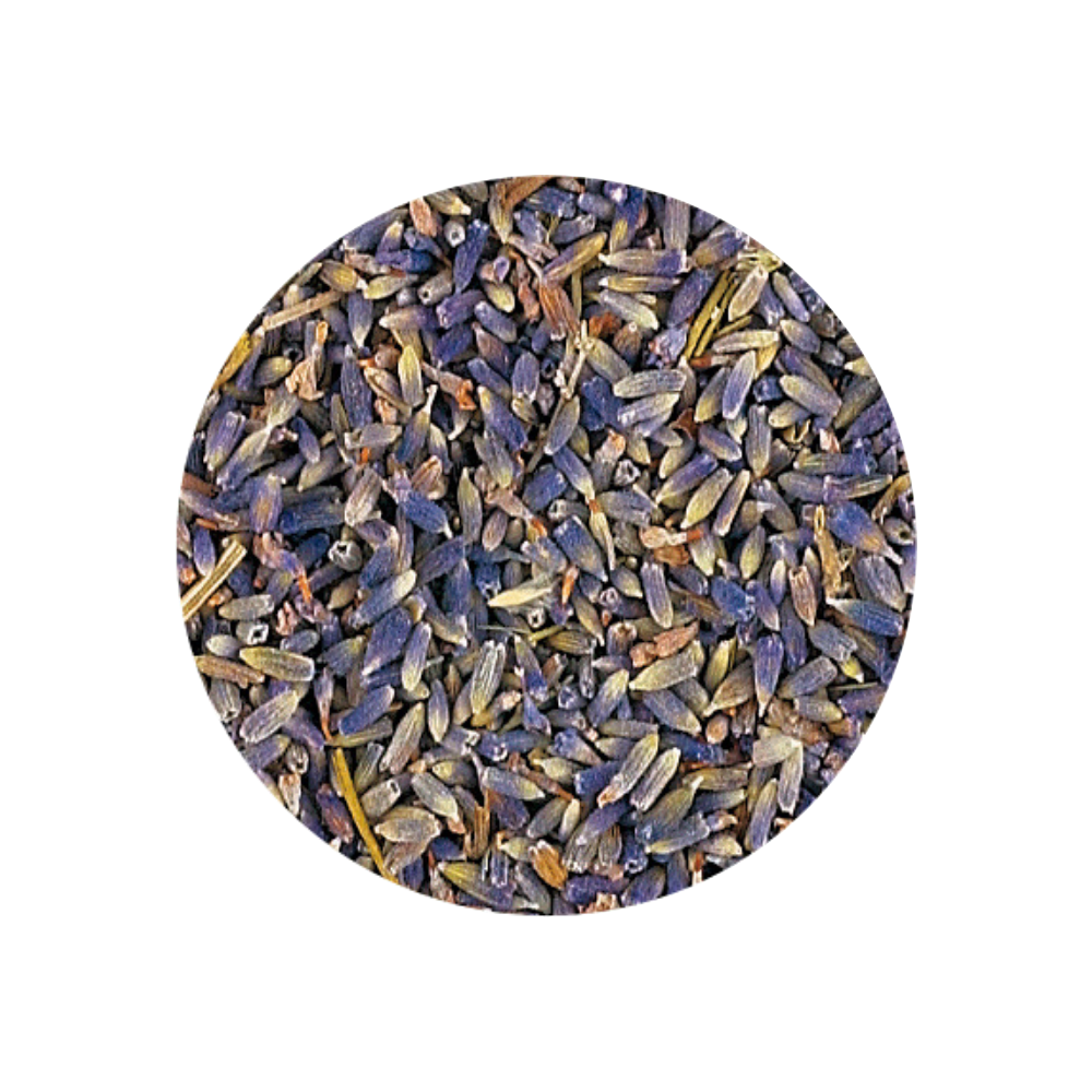 ラベンダーエクセレント/Lavender