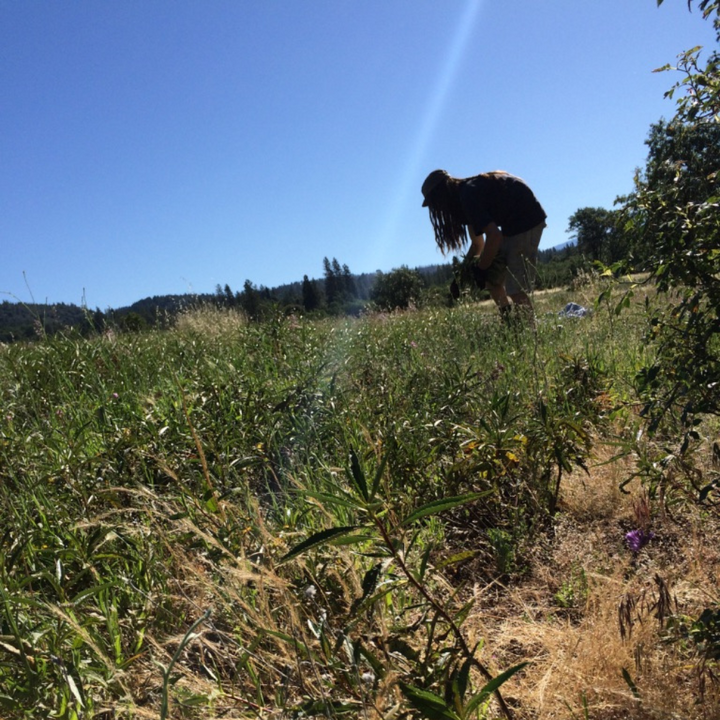 Wild Yerba Santa