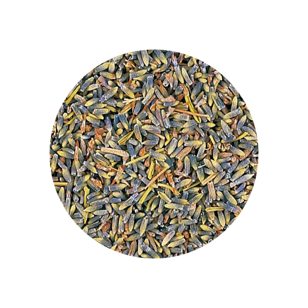 有機 ラベンダー/Organic Lavender