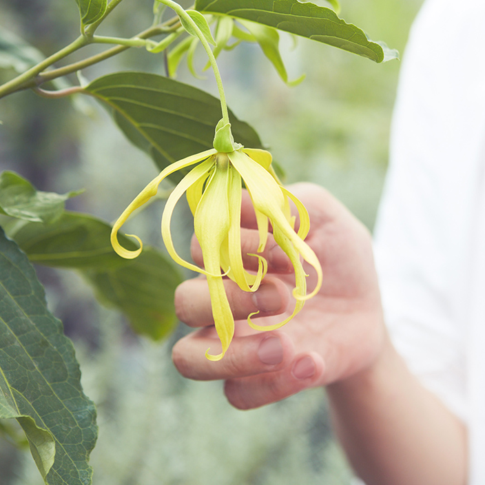 イランイランシリーズ – 生活の木 オンラインストア イランイランシリーズ – 生活の木 オンラインストア